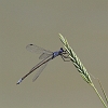 IMG_1307 Lestes macrostigma